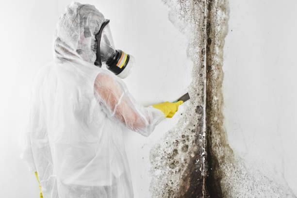 Best Mold Cleaning Services  in Duryea, PA
