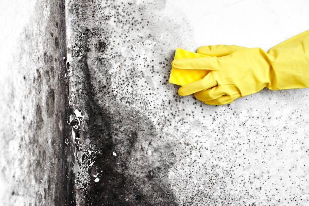 Best Certified Mold Removal  in Duryea, PA