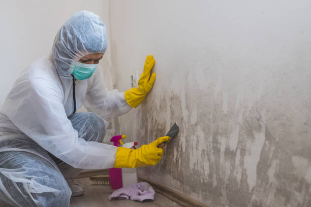 Best Mold Testing  in Duryea, PA
