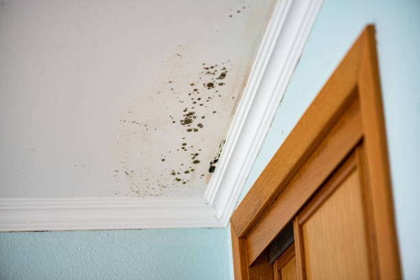Best Mold Damage Repair  in Duryea, PA