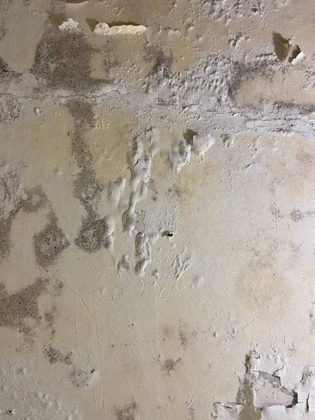 Best Residential Mold Removal  in Duryea, PA