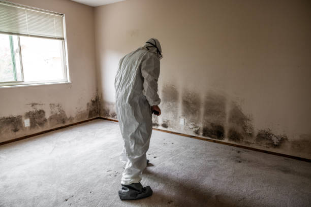 Best Mold Remediation Experts  in Duryea, PA