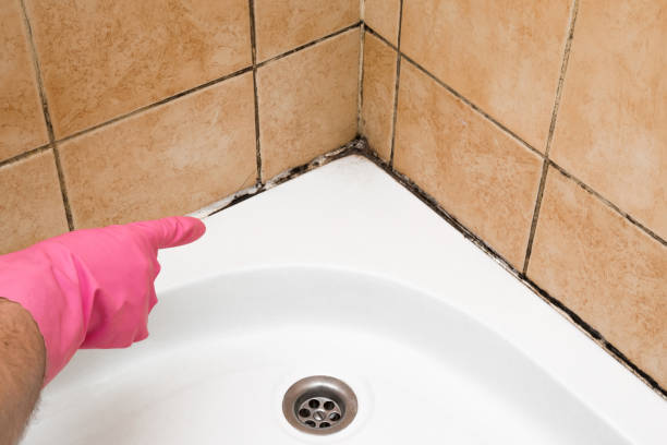 Best Local Mold Removal Service  in Duryea, PA
