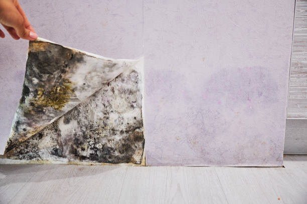 Professional Mold Removal in Duryea, PA